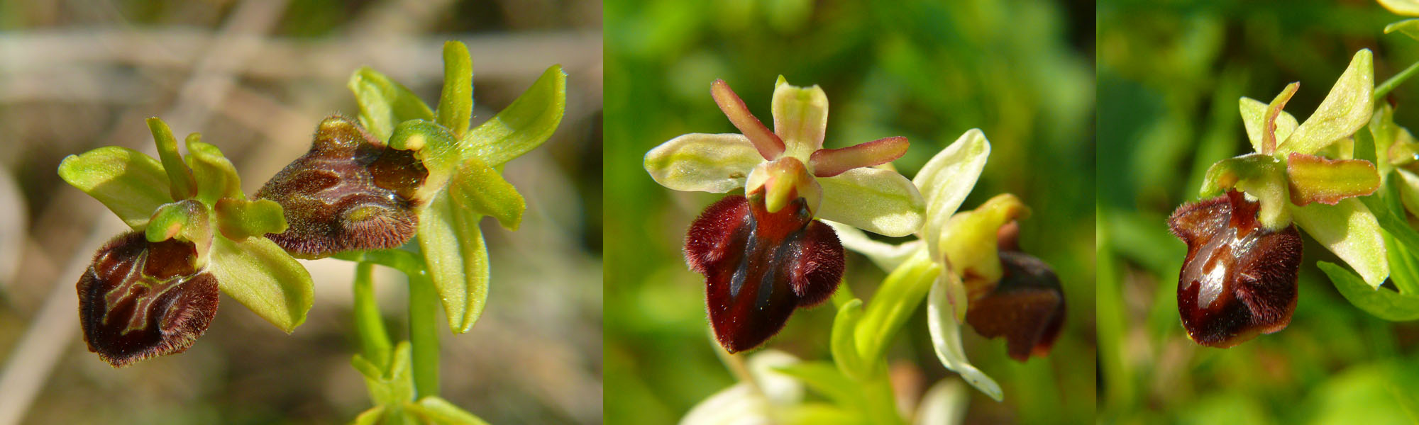 Tutte Ophrys sphegodes  o no?